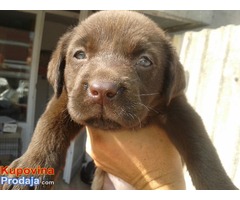 Labrador retriever žensko štene - Fotografija 2/8