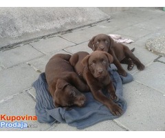 Labrador retriever žensko štene - Fotografija 4/8