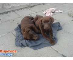 Labrador retriever žensko štene - Fotografija 7/8