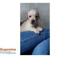 Labrador stenci bele boje - Fotografija 1/9