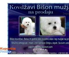 Kovrdžavi Bišon mužjak na prodaju