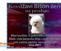 Kovdžavi Bišon ženka na prodaju