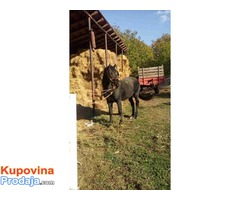 Prodajem pastuva 5 godina star - Fotografija 1/4