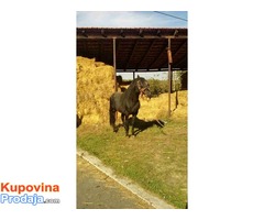 Prodajem pastuva 5 godina star - Fotografija 2/4