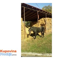 Prodajem pastuva 5 godina star - Fotografija 4/4