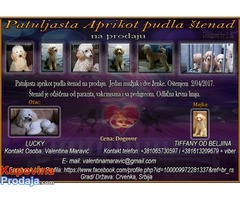 Patuljasta aprikot pudla štenad na prodaju - Fotografija 1/9