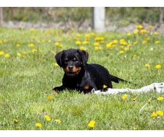 Rotweiler,vrhunsko leglo na prodaju - Fotografija 1/4