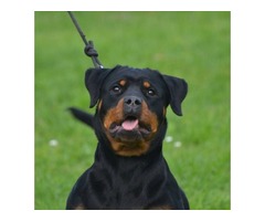 Rotweiler,vrhunsko leglo na prodaju - Fotografija 4/4