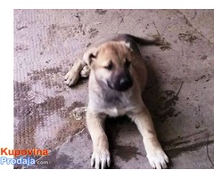 Kangal - Turski pastirski pas - Fotografija 3/10