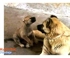 Kangal - Turski pastirski pas - Fotografija 4/10