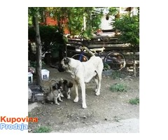Kangal - Turski pastirski pas - Fotografija 7/10