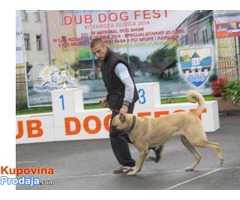 Kangal - Turski pastirski pas - Fotografija 8/10