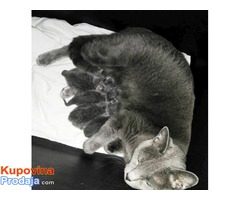 Ruska plava mačka, mačići - Fotografija 2/5