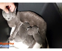 Ruska plava mačka, mačići - Fotografija 3/5