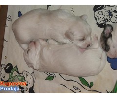 Coton de tulear,mali štenci - Fotografija 2/9