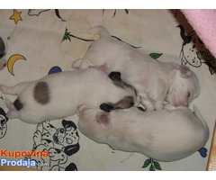 Coton de tulear,mali štenci - Fotografija 9/9