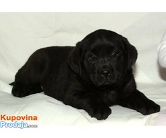 Labrador retriver, izlozbenog potencijala - Fotografija 1/6