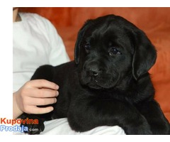 Labrador retriver, izlozbenog potencijala - Fotografija 2/6