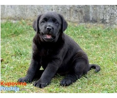 Labrador retriver, izlozbenog potencijala - Fotografija 5/6