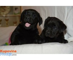 Labrador retriver, izlozbenog potencijala - Fotografija 6/6