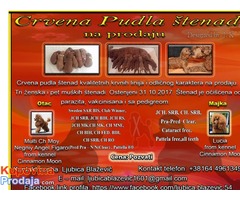 Crvena pudla štenad  na prodaju