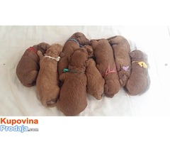 Crvena pudla štenad  na prodaju