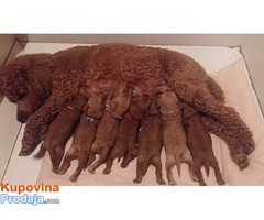 Crvena pudla štenad  na prodaju