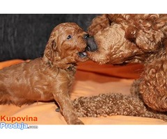 Crvena pudla štenad  na prodaju - Fotografija 4/7