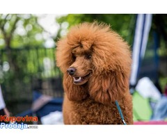 Crvena pudla štenad  na prodaju - Fotografija 5/7