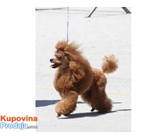 Crvena pudla štenad  na prodaju - Fotografija 6/7