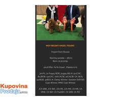 Crvena pudla štenad  na prodaju - Fotografija 7/7