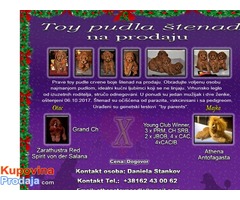 Toy pudla štenad na prodaju - Fotografija 1/10