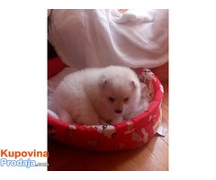 POMERANSKI SPIC BOO - stara 3 meseca - Fotografija 3/4