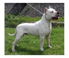 Argentinski pas - Dogo Argentino - Fotografija 1/3