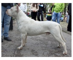 Argentinski pas - Dogo Argentino - Fotografija 2/3