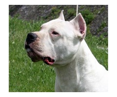 Argentinski pas - Dogo Argentino - Fotografija 3/3