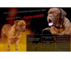 Bordoska doga-stenad na prodaju - Fotografija 1/5