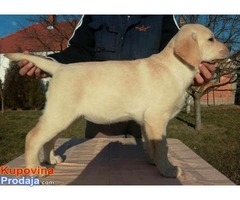 Labrador – štenci vrhunskog porekla - Fotografija 3/5