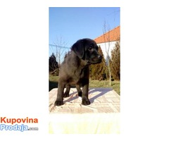 Labrador – štenci vrhunskog porekla - Fotografija 4/5