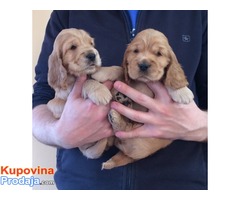 KOKER SPANIJEL - stenad sampionskog porekla