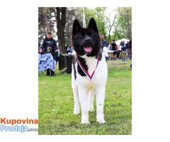 AMERICKA AKITA - vrhunska zenka - Fotografija 2/8