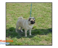 Mops stenci odlicne krvne linije - Fotografija 1/4