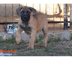 DOGO CANARIO Stenci izlozbenog kvaliteta - Fotografija 1/8