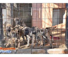 DOGO CANARIO Stenci izlozbenog kvaliteta - Fotografija 2/8