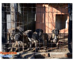 DOGO CANARIO Stenci izlozbenog kvaliteta - Fotografija 3/8