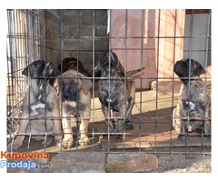 DOGO CANARIO Stenci izlozbenog kvaliteta - Fotografija 4/8