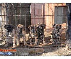 DOGO CANARIO Stenci izlozbenog kvaliteta - Fotografija 5/8