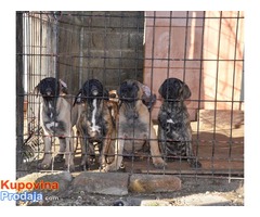 DOGO CANARIO Stenci izlozbenog kvaliteta - Fotografija 6/8