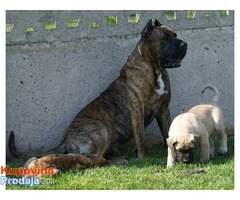 DOGO CANARIO Stenci izlozbenog kvaliteta - Fotografija 7/8