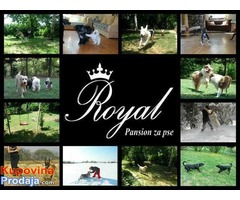 ROYAL - pansion za pse u Beogradu - Fotografija 1/5